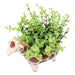 OREGANO IN ANIMAL POT GIRAFF
