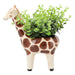 OREGANO IN ANIMAL POT GIRAFF