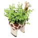 OREGANO IN ANIMAL POT GIRAFF