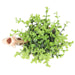 OREGANO IN ANIMAL POT GIRAFF