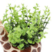 OREGANO IN ANIMAL POT GIRAFF