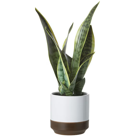 ARTIFICIAL SANSEVIERIA IN CERAMIC POT YC181407